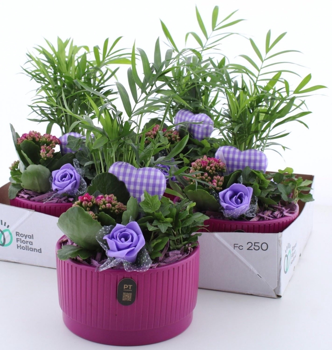 <h4>ARR KAMERPL</h4>