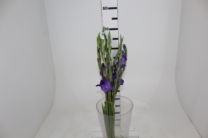 <h4>GLADIOLO 060 CM ROXO</h4>