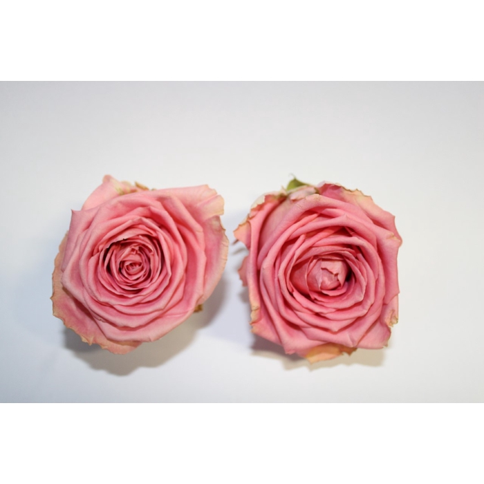 <h4>Roos Sophia Loren per 5</h4>