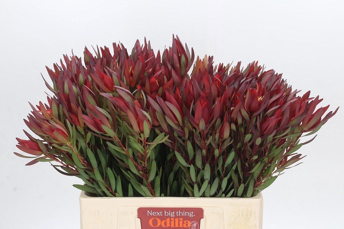 <h4>LEUCAD SAF SUNSET</h4>