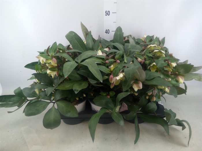 <h4>Helleborus x hybr. 'Viv Valeria'</h4>