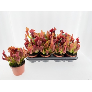 SARRACENIA OV