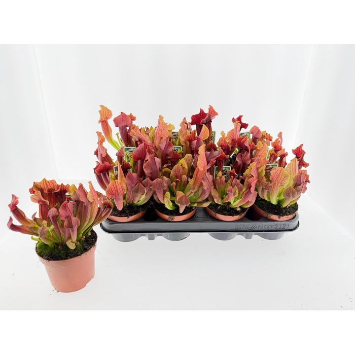 <h4>SARRACENIA OV</h4>