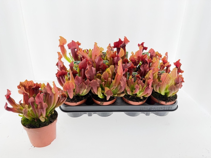 <h4>SARRACENIA OV</h4>
