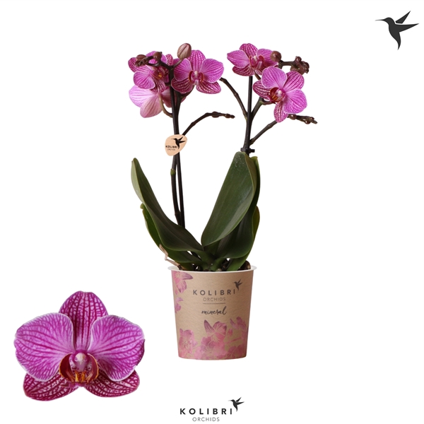 <h4>Kolibri Orchids Phalaenopsis Moldavië 2 spike</h4>