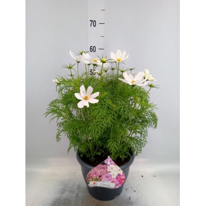 Cosmos bipinnatus 'Sonata White'