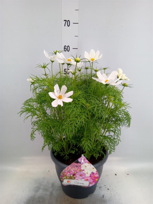 <h4>Cosmos bipinnatus 'Sonata White'</h4>