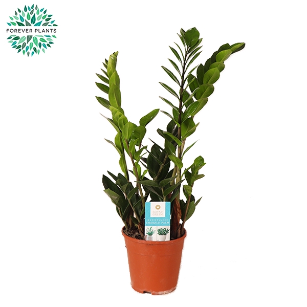 <h4>Zamioculcas Zamiifolia</h4>