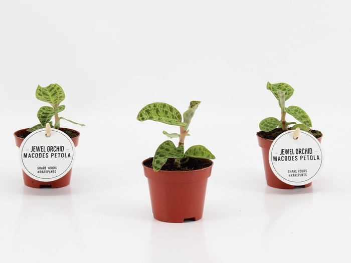 <h4>Jewel Orchid</h4>