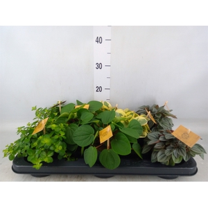 Peperomia   ...mix