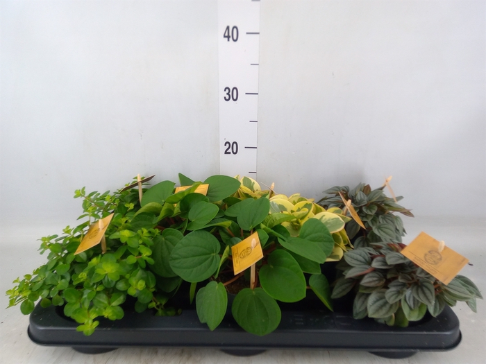 <h4>Peperomia   ...mix</h4>