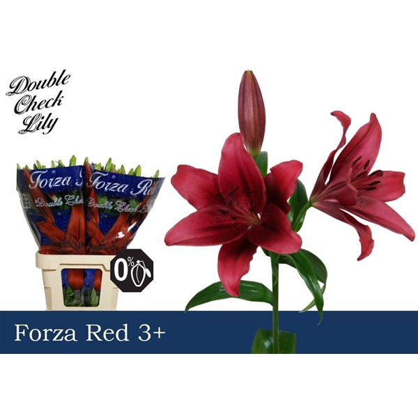 <h4>Li La Forza Red 3+ Double Check</h4>