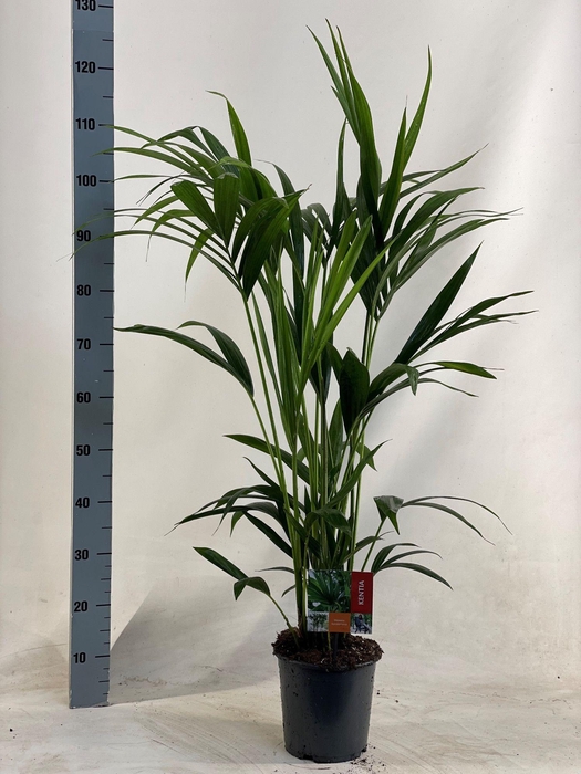 <h4>KENTIA - P19 H120 - 6PP</h4>