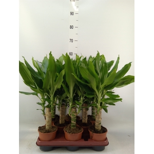 Dracaena frag. 'Steudneri'