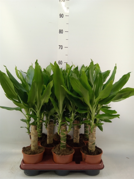 <h4>Dracaena frag. 'Steudneri'</h4>