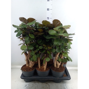 Polyscias scutellaria 'Fabian'