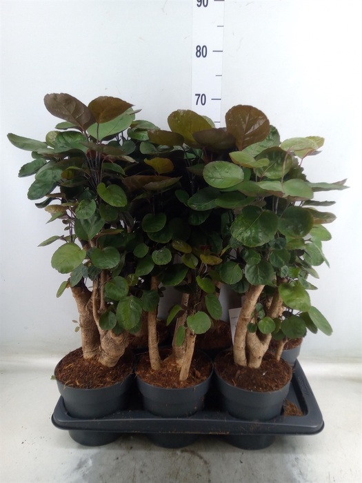 <h4>Polyscias scutellaria 'Fabian'</h4>