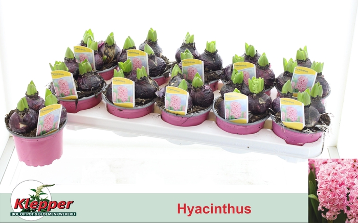 <h4>HYACIN FONDANT</h4>