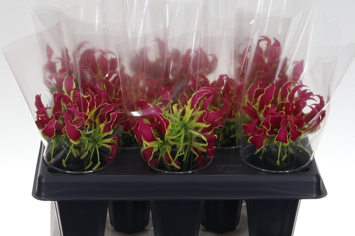 <h4>Gloriosa Rothschild 20</h4>
