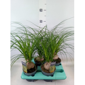 Beaucarnea recurvata