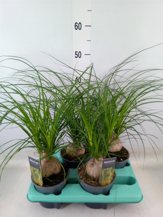 <h4>Beaucarnea recurvata</h4>