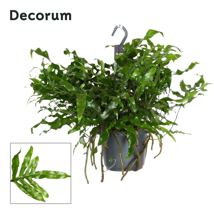 <h4>Microsorum diversifolium</h4>