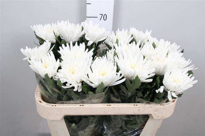 <h4>Chr G Topspin</h4>