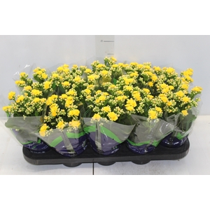 KALANCHOE DOBRADO P11 AMARELO