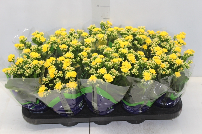 <h4>KALANCHOE DOBRADO P11 AMARELO</h4>