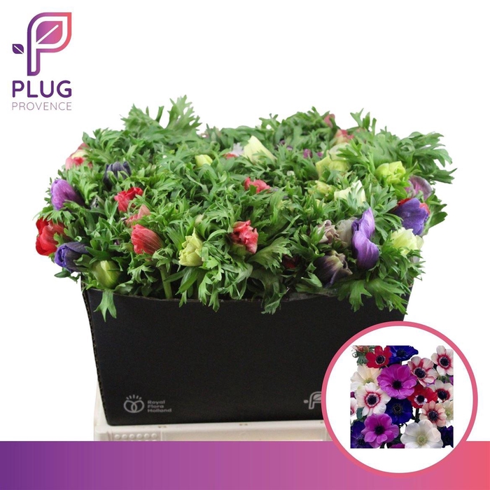 <h4>Anem Marianne Mixed</h4>