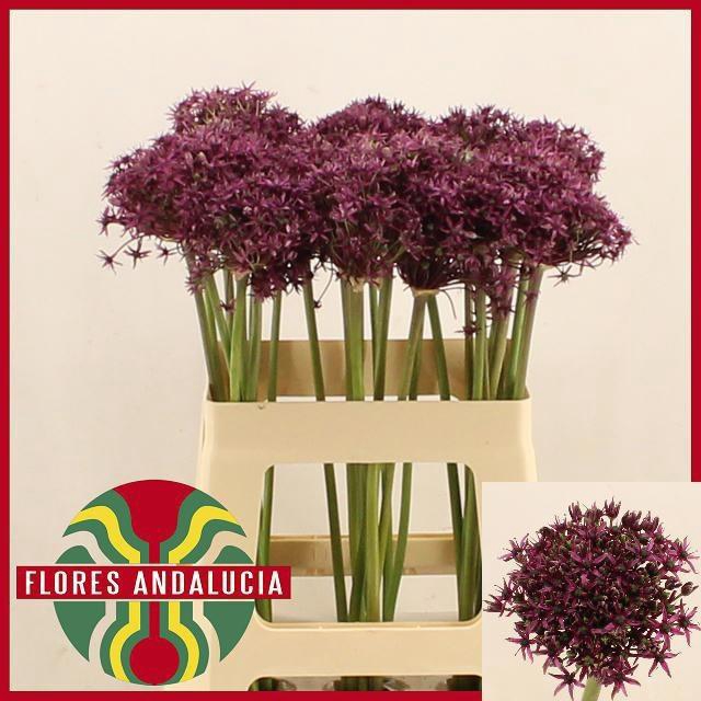 <h4>ALLIUM  MIAMI</h4>