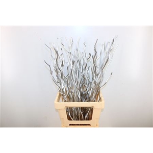 Dried Kuwa 12pcs Silver Bunch