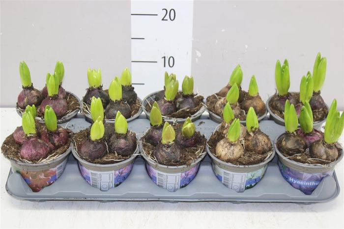 <h4>Hyacinthus Gemengd 3pp</h4>