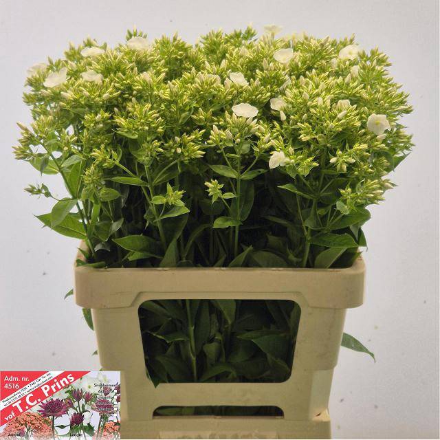 <h4>Phlox P Whitecap</h4>