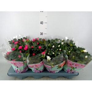 Rhododendron sim.   ...mix