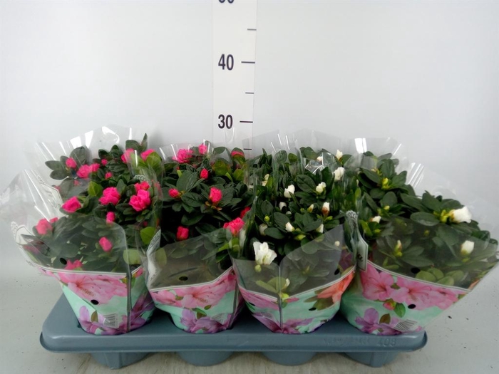 <h4>Rhododendron sim.   ...mix</h4>