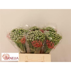 Brun Ayoba Silv Moon