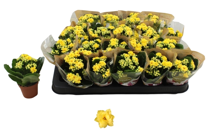 <h4>KAL GE AMARILLO YELL</h4>