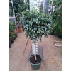 Ficus