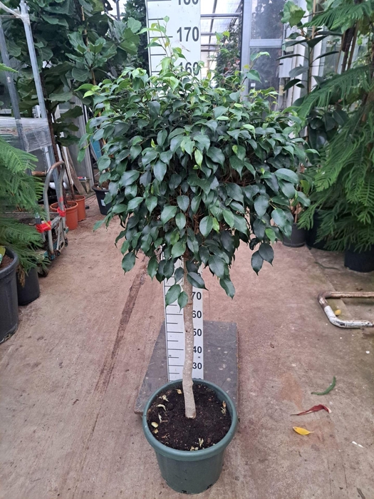 Ficus
