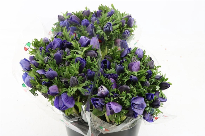 <h4>Anem Mistral Blue</h4>