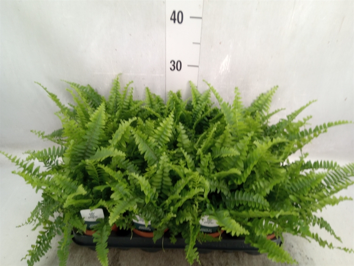 <h4>Nephrolepis exal. 'Green Lady'</h4>