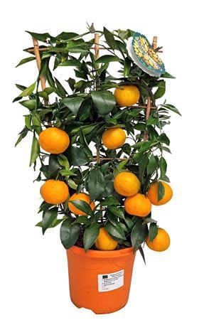 <h4>Citrus Mandarino Trellis</h4>