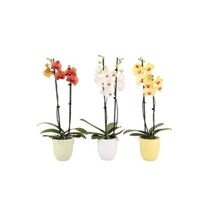 Hugo Breeze Mix Phal Mix 2T14+