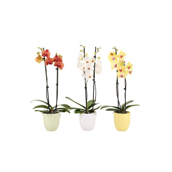 <h4>Hugo Breeze Mix Phal Mix 2T14+</h4>