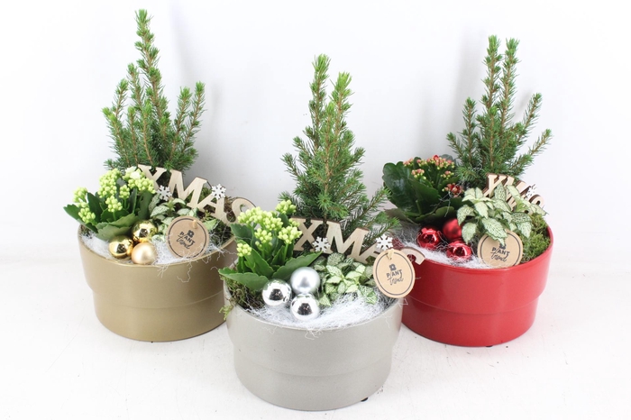 <h4>arr2 PL - Ker. pot ro/zi/go mix 285/5 - rood/wit</h4>