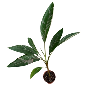 Musa