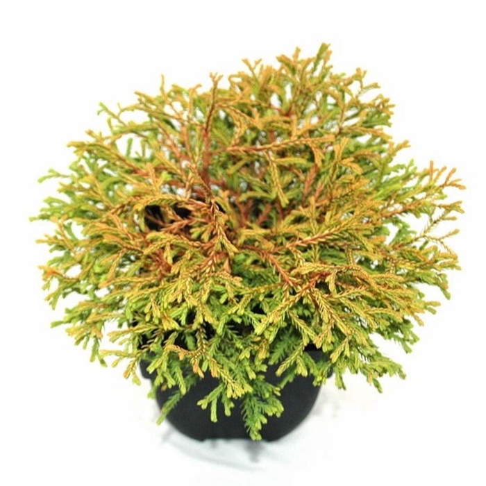<h4>Thuja Golden Tuffet</h4>