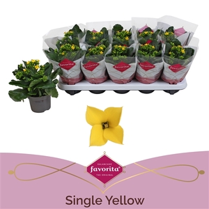 Kalanchoe favorita yellow stadium 1