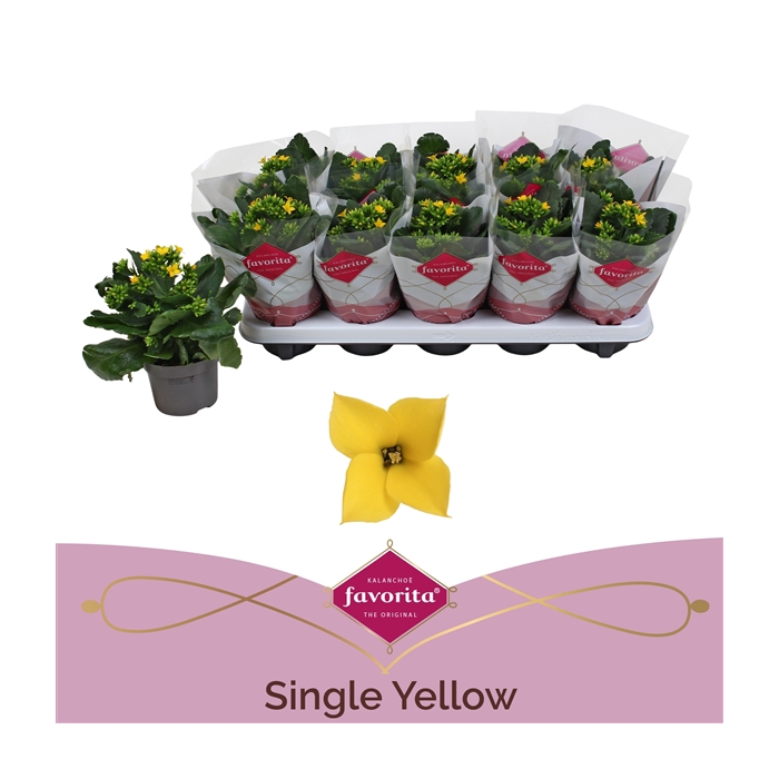 <h4>Kalanchoe favorita yellow stadium 1</h4>